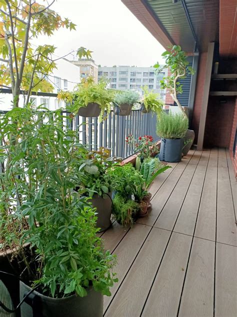 住家陽台植物|【住家陽台植物】讓你「宅家」也有好風景！9款超適陽台的夢幻。